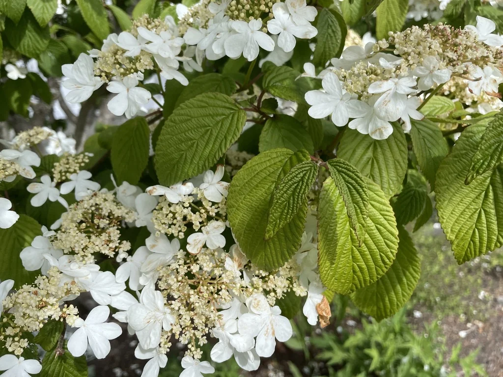 Viburnum Plicatum