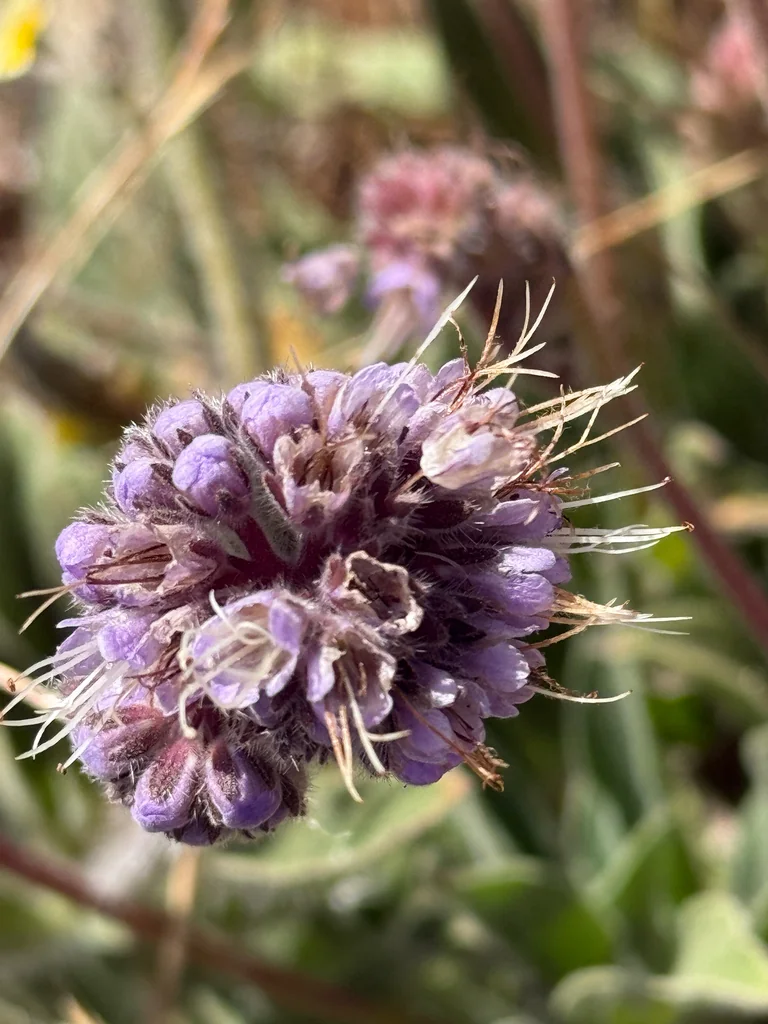 Phacelia Californica