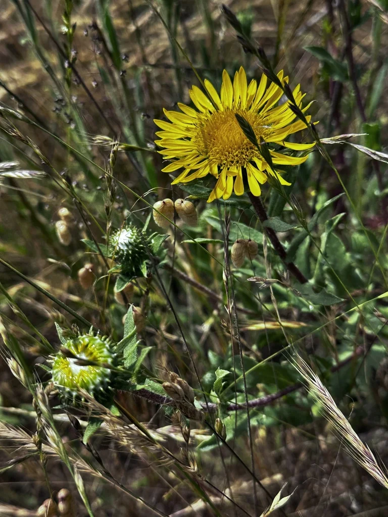 Grindelia stricta
