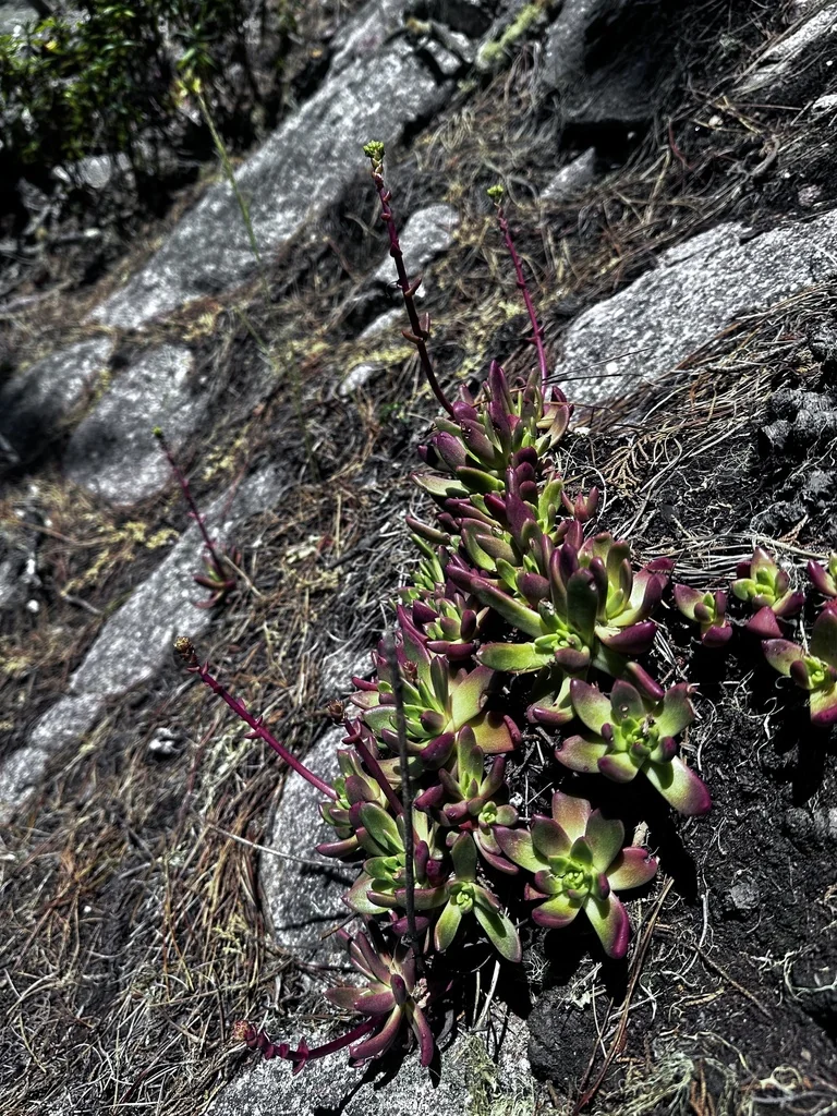 Dudleya Caespitosa