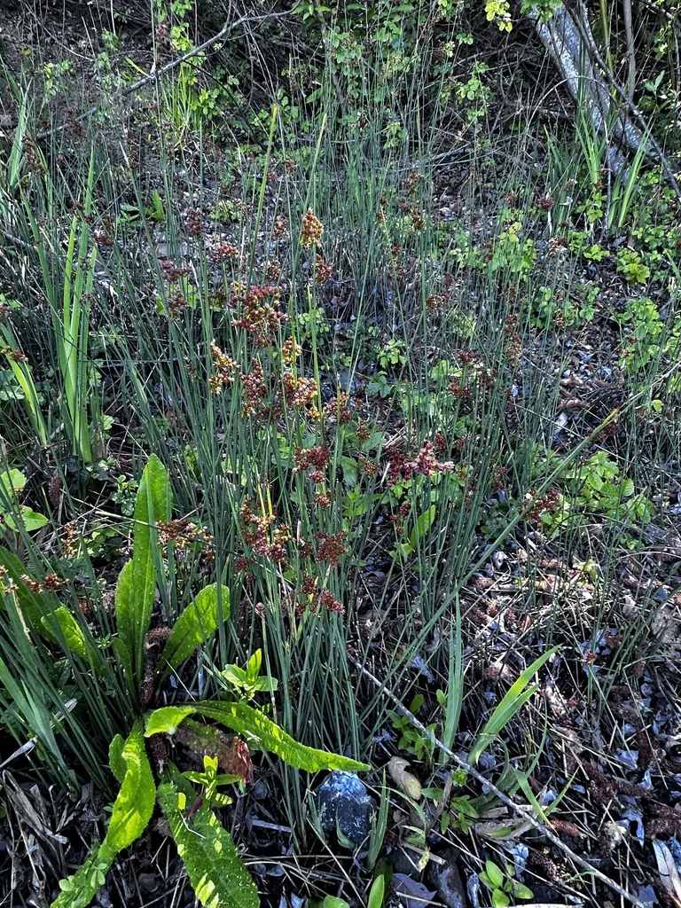 Juncus Patens