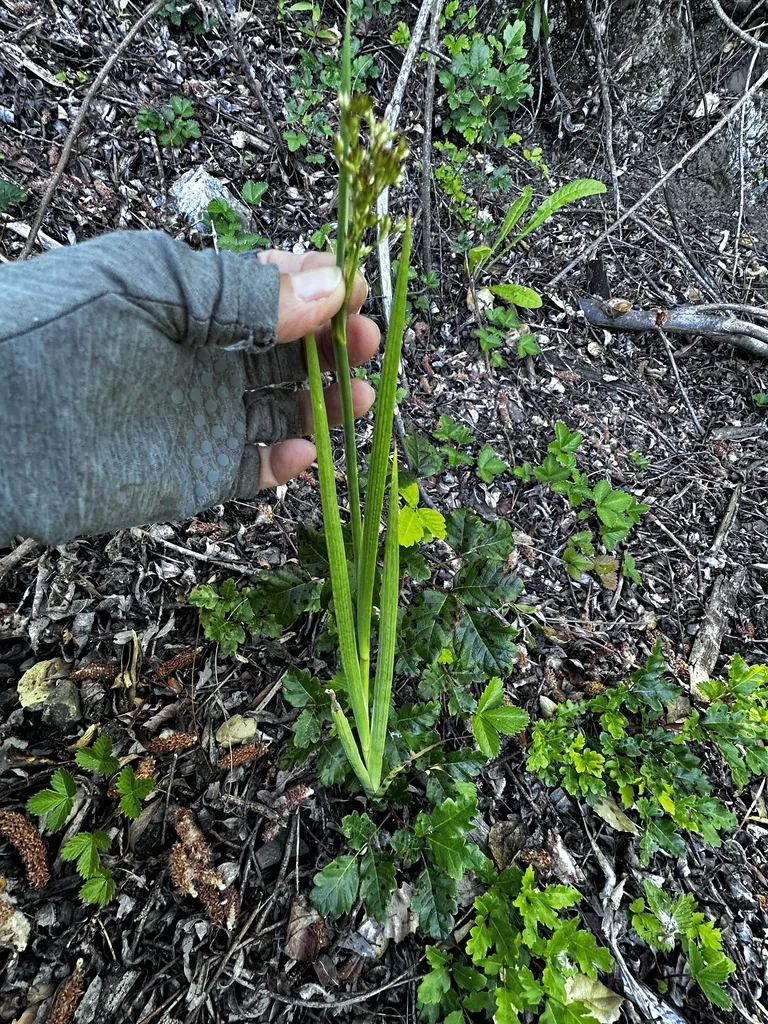 Juncus Xiphioides