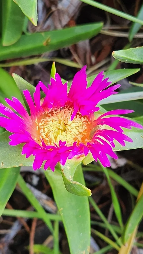Carpobrotus Chilensis