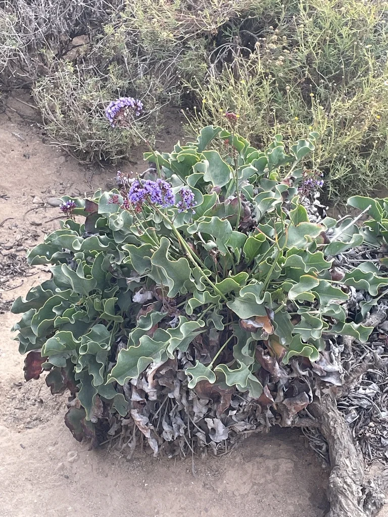 Limonium Perezii