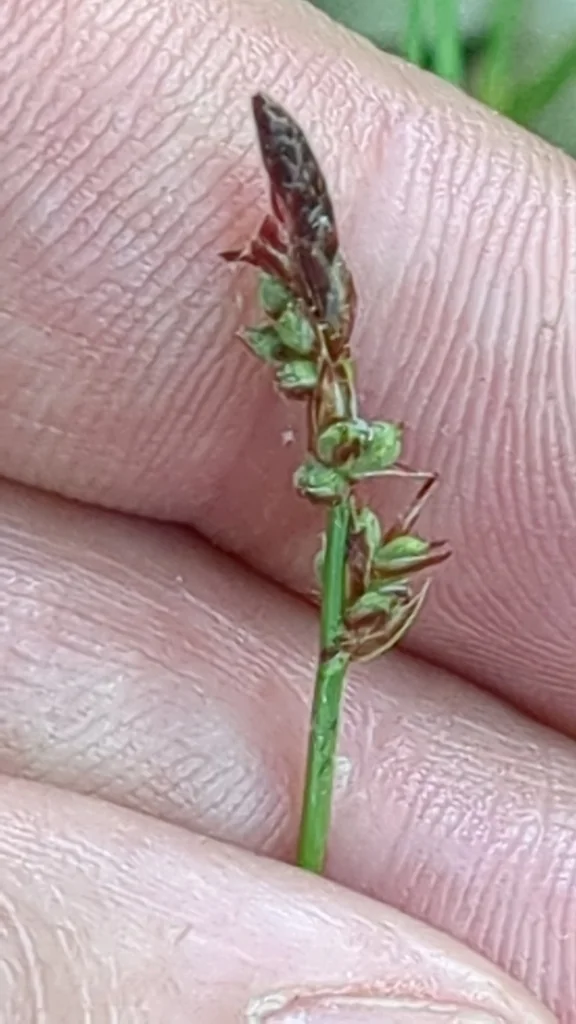 Carex Pensylvanica