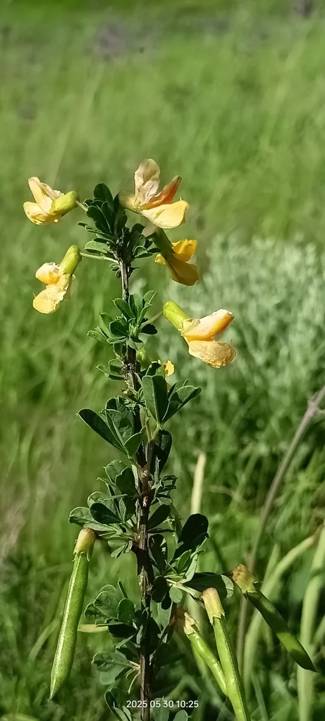 Caragana frutex