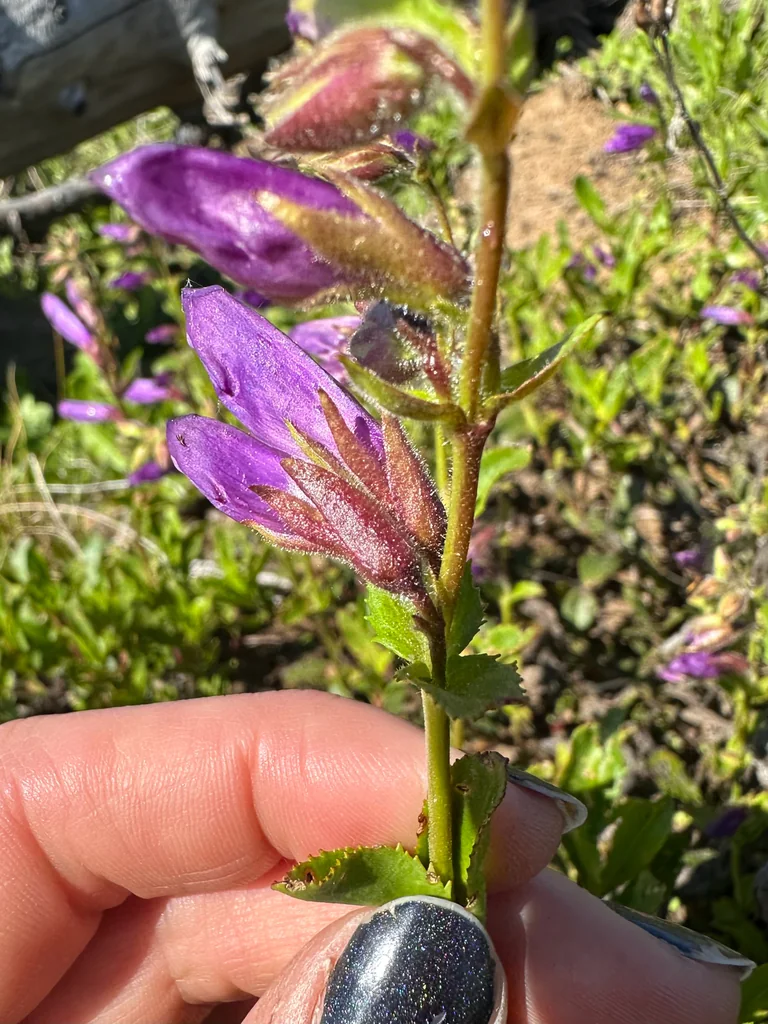 Penstemon Cardwellii