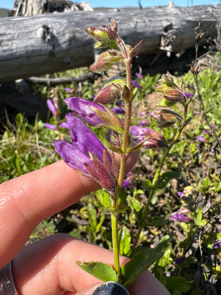 Penstemon Cardwellii