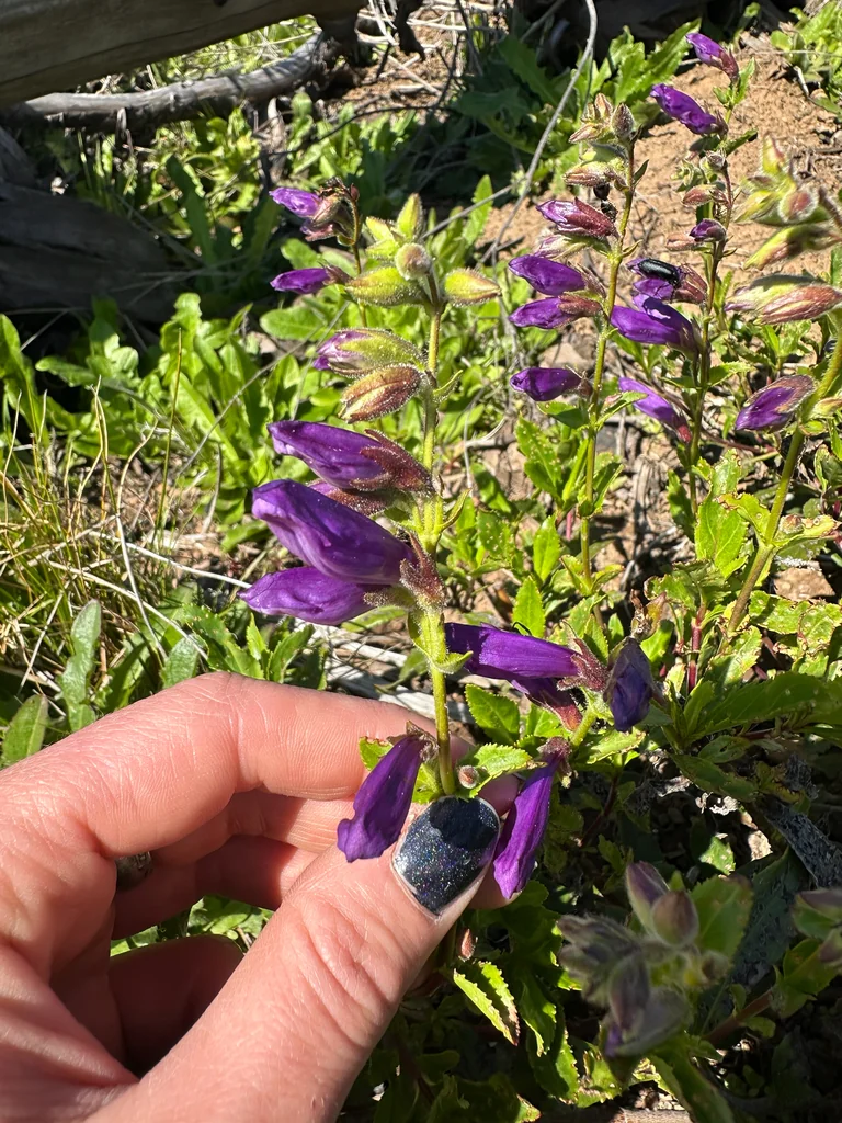 Penstemon Cardwellii