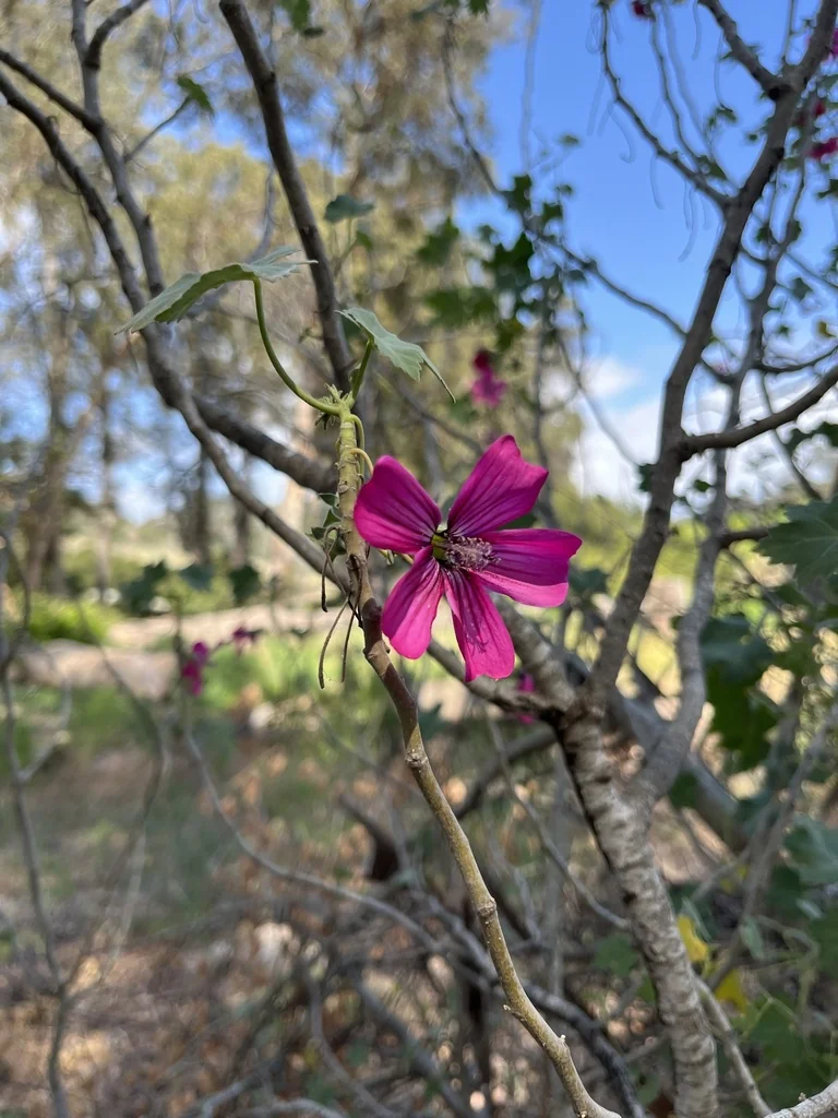 Lavatera Assurgentiflora