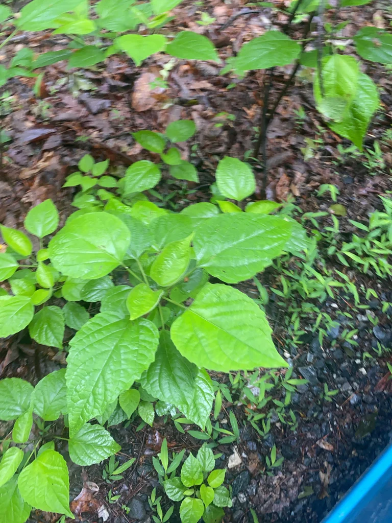 Clerodendrum Trichotomum