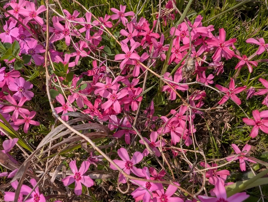 Phlox Subulata
