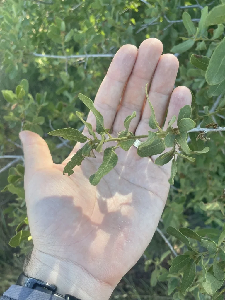 Quercus Engelmannii