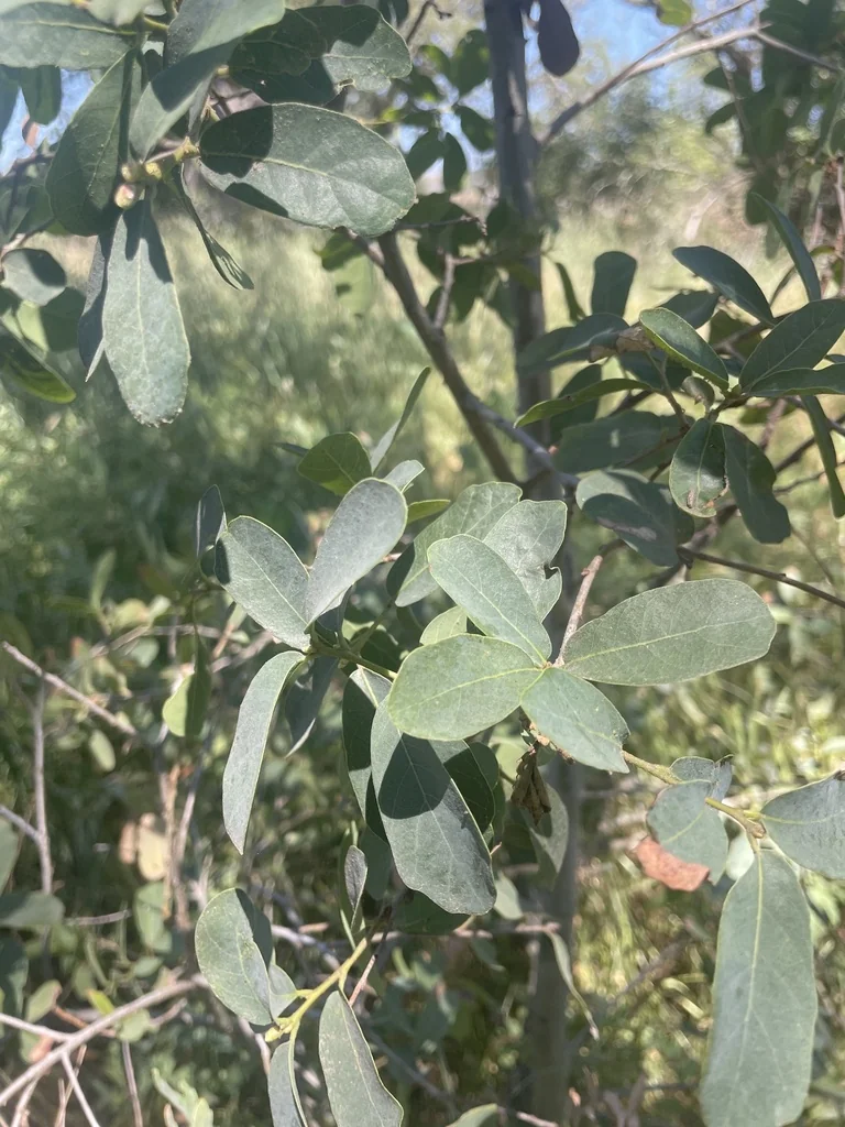 Quercus Engelmannii