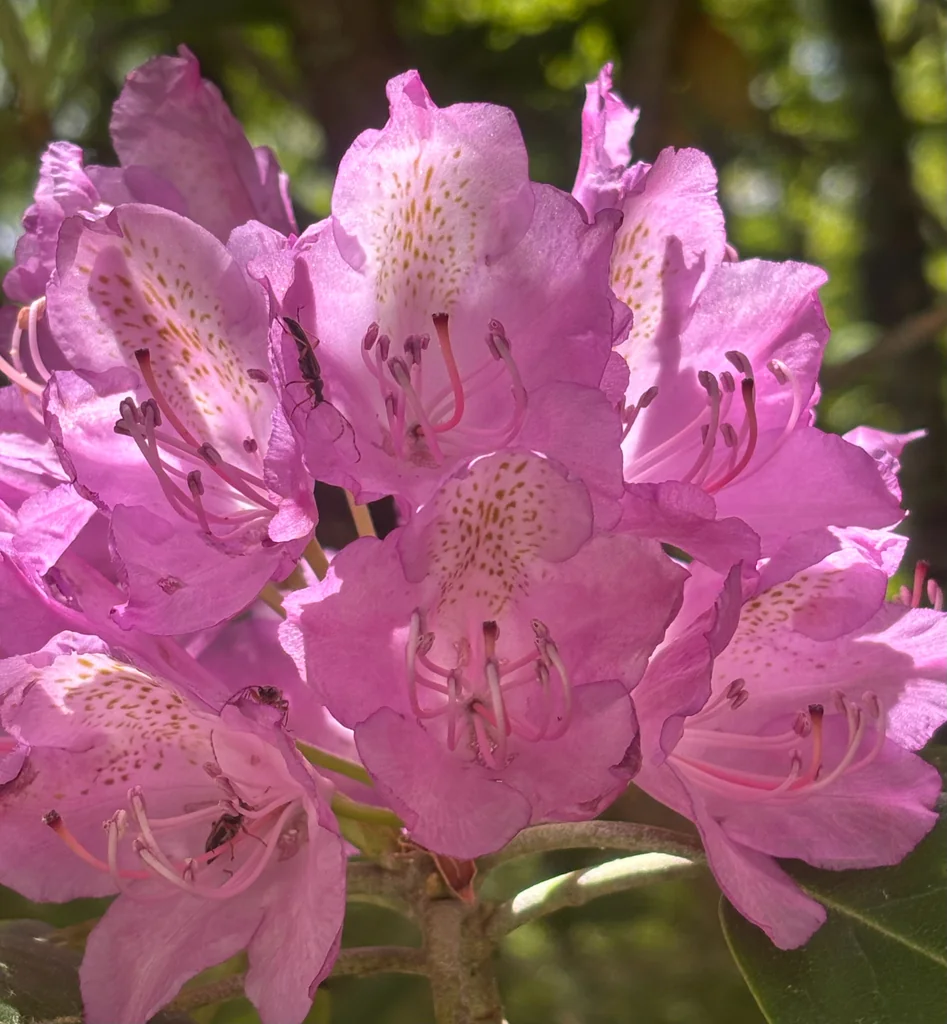 Rhododendron Catawbiense