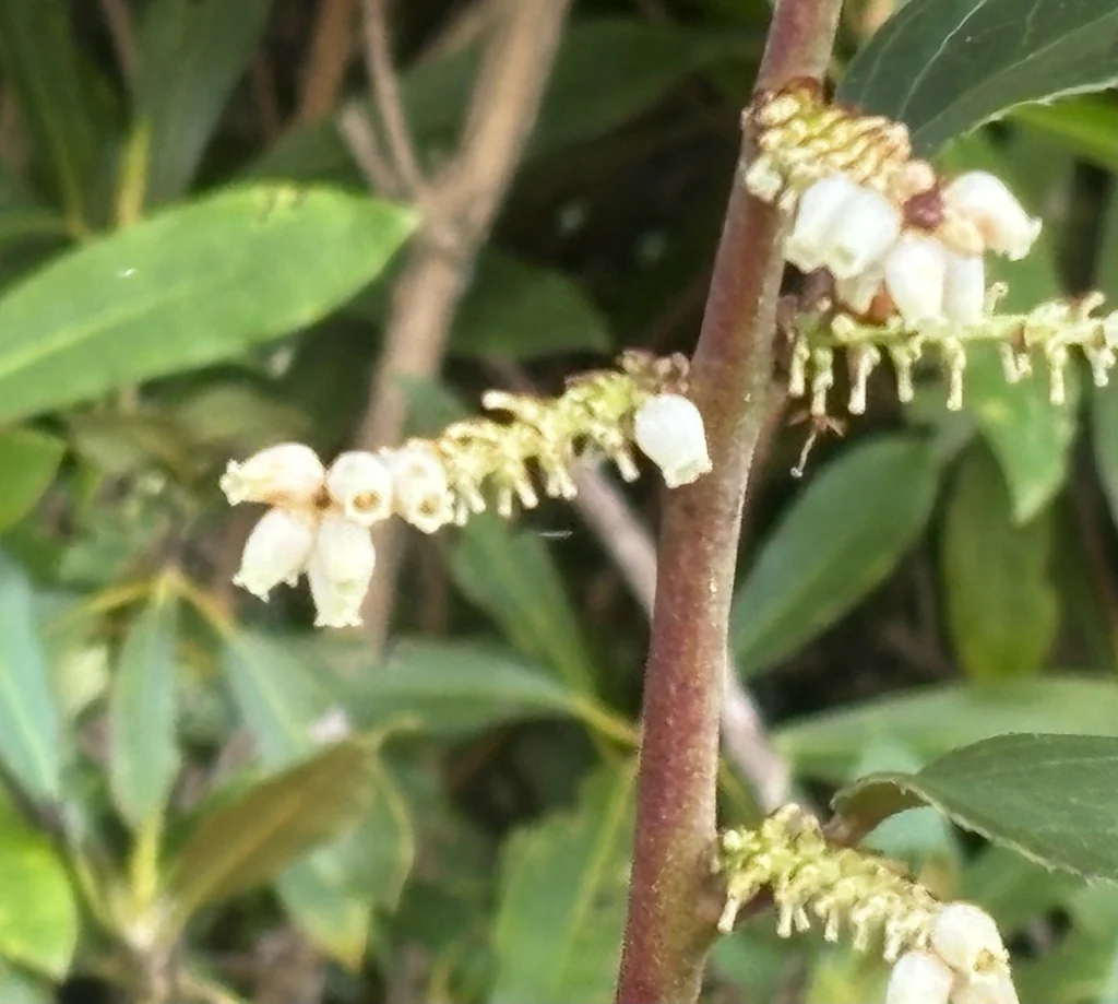 Leucothoe Fontanesiana