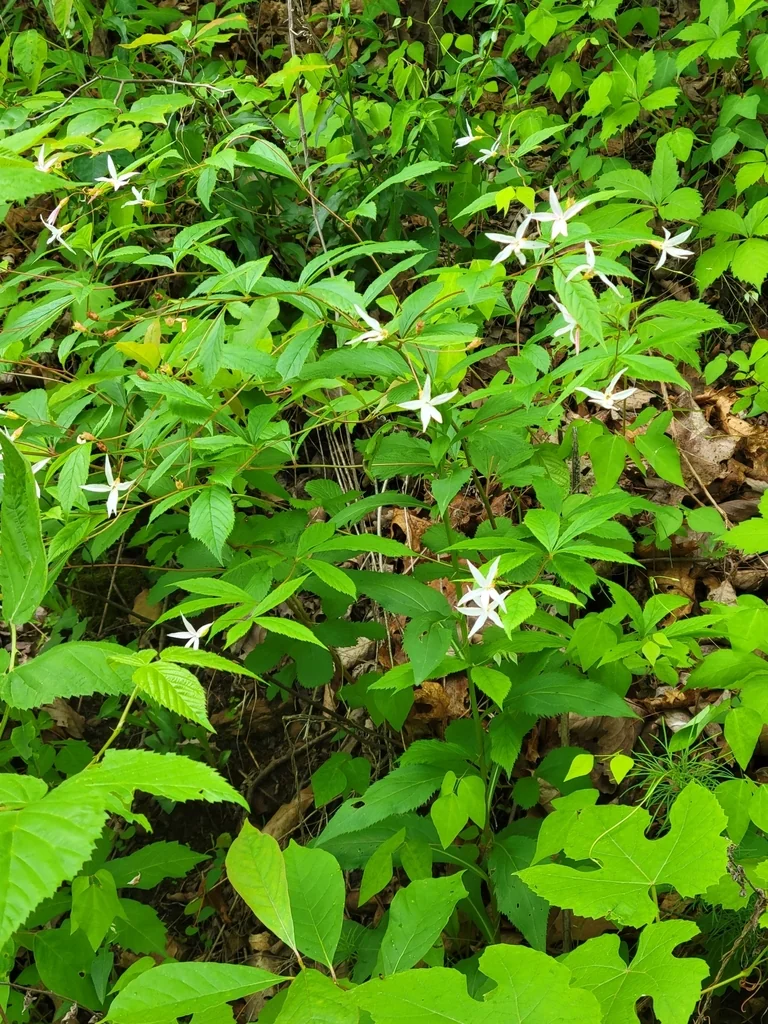 Porteranthus Trifoliatus