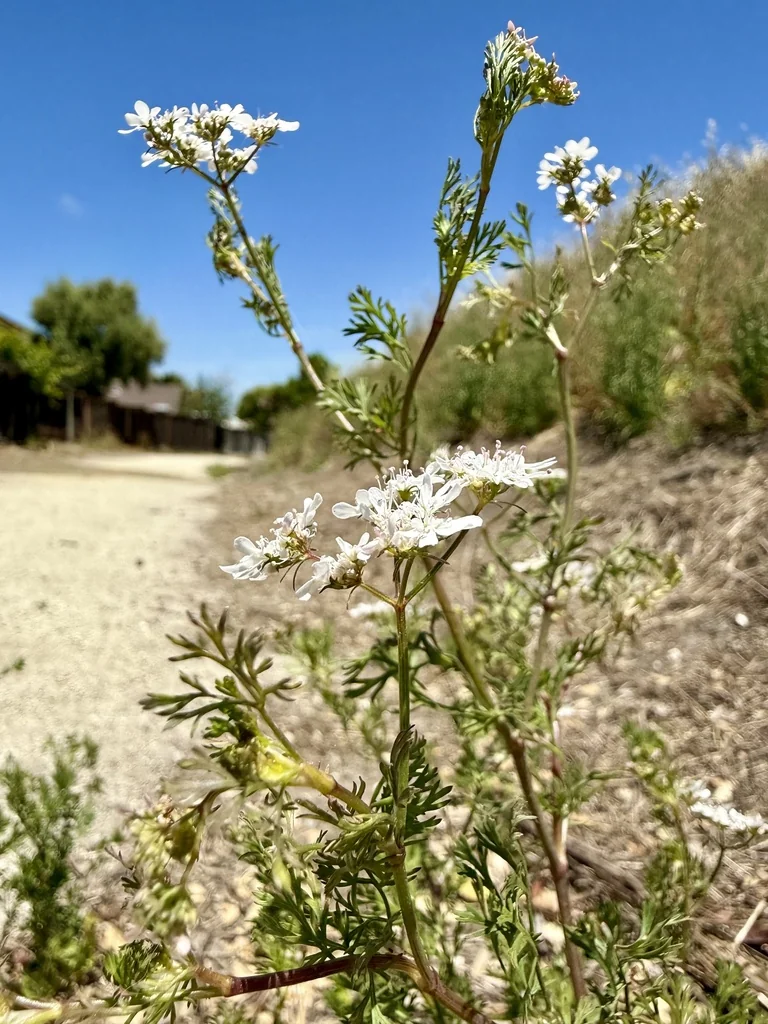 Coriandrum Sativum