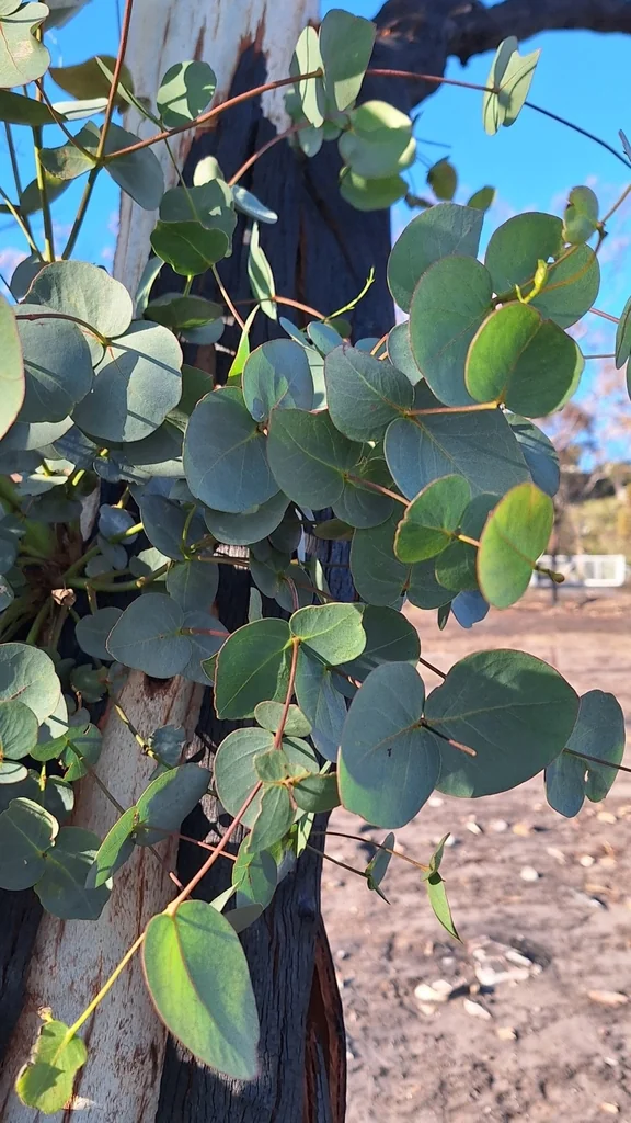 Eucalyptus Leucoxylon