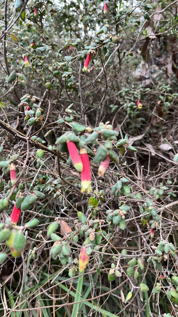 Correa Reflexa