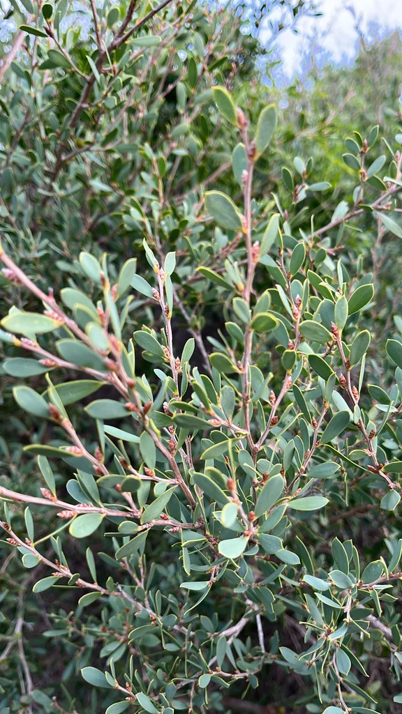 Leptospermum Laevigatum