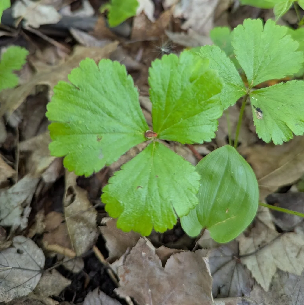 Waldsteinia Fragarioides