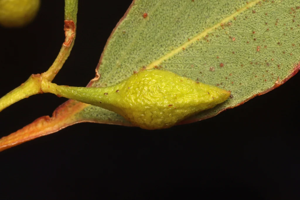 Eucalyptus Leucoxylon