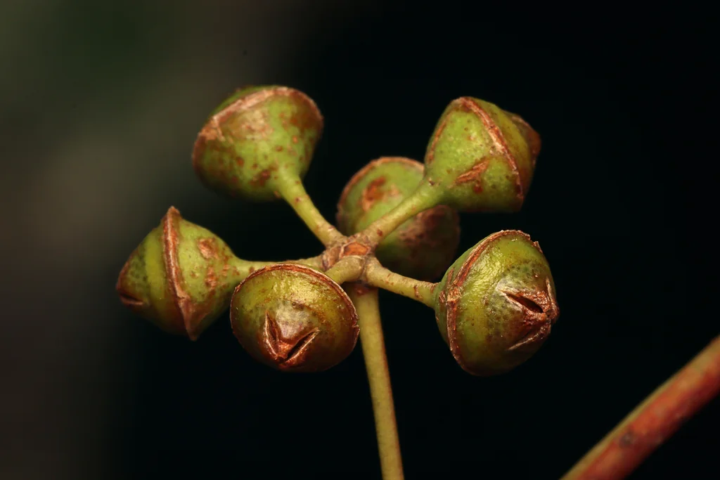 Eucalyptus Camaldulensis