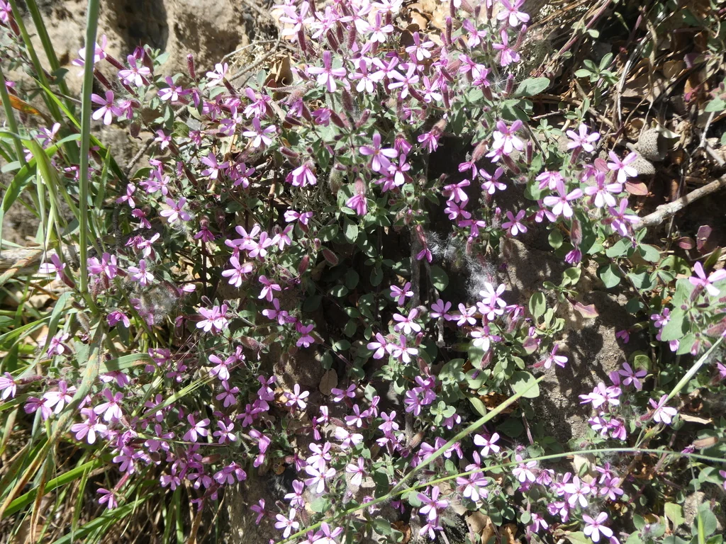 Saponaria Ocymoides