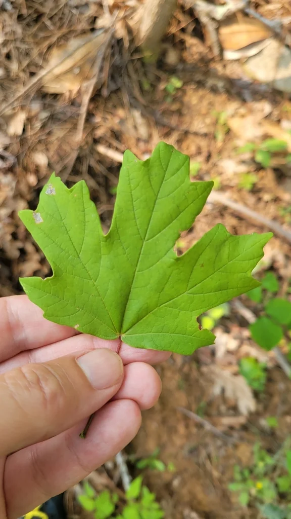 Acer Floridanum