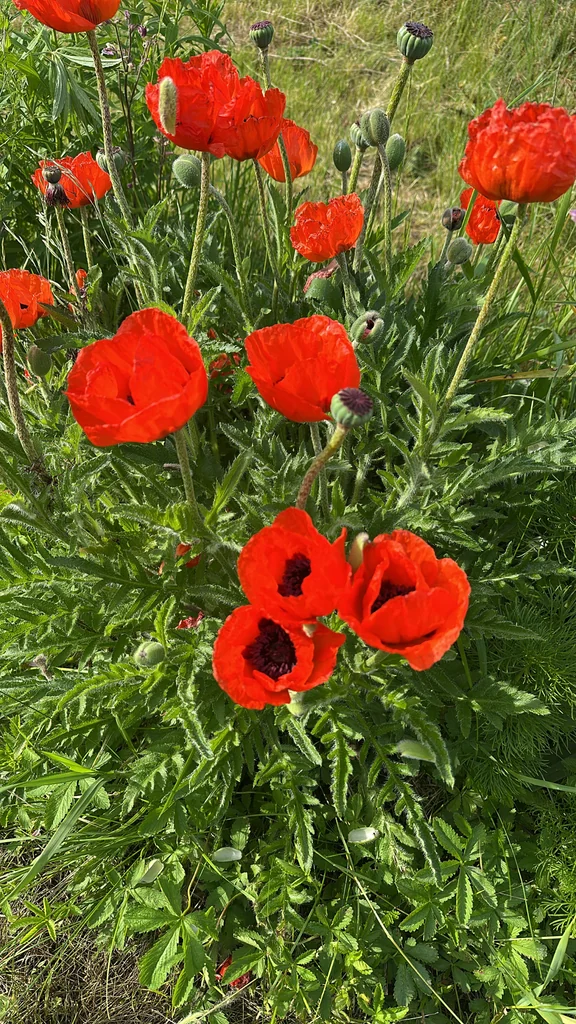 Papaver Orientale