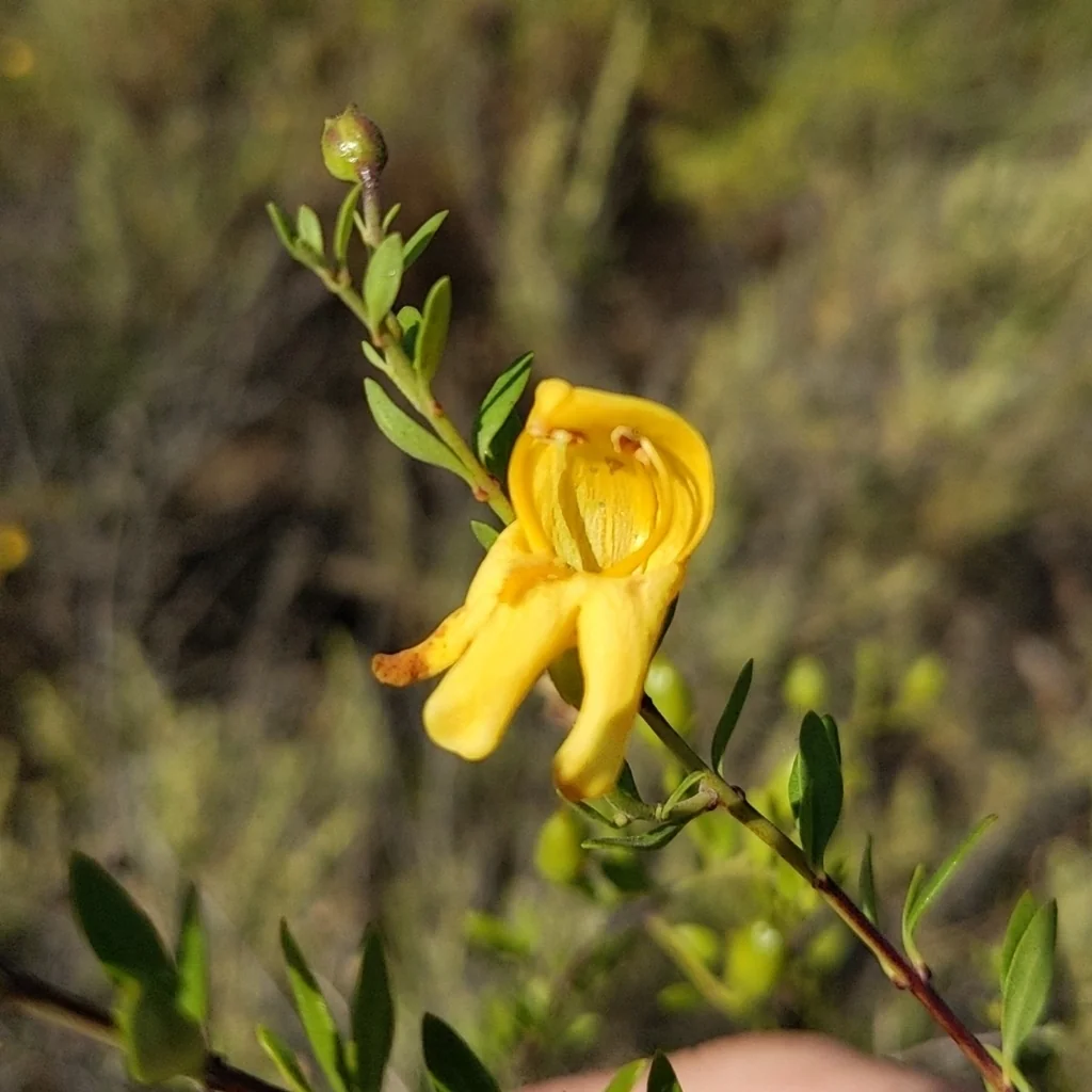 Keckiella Antirrhinoides