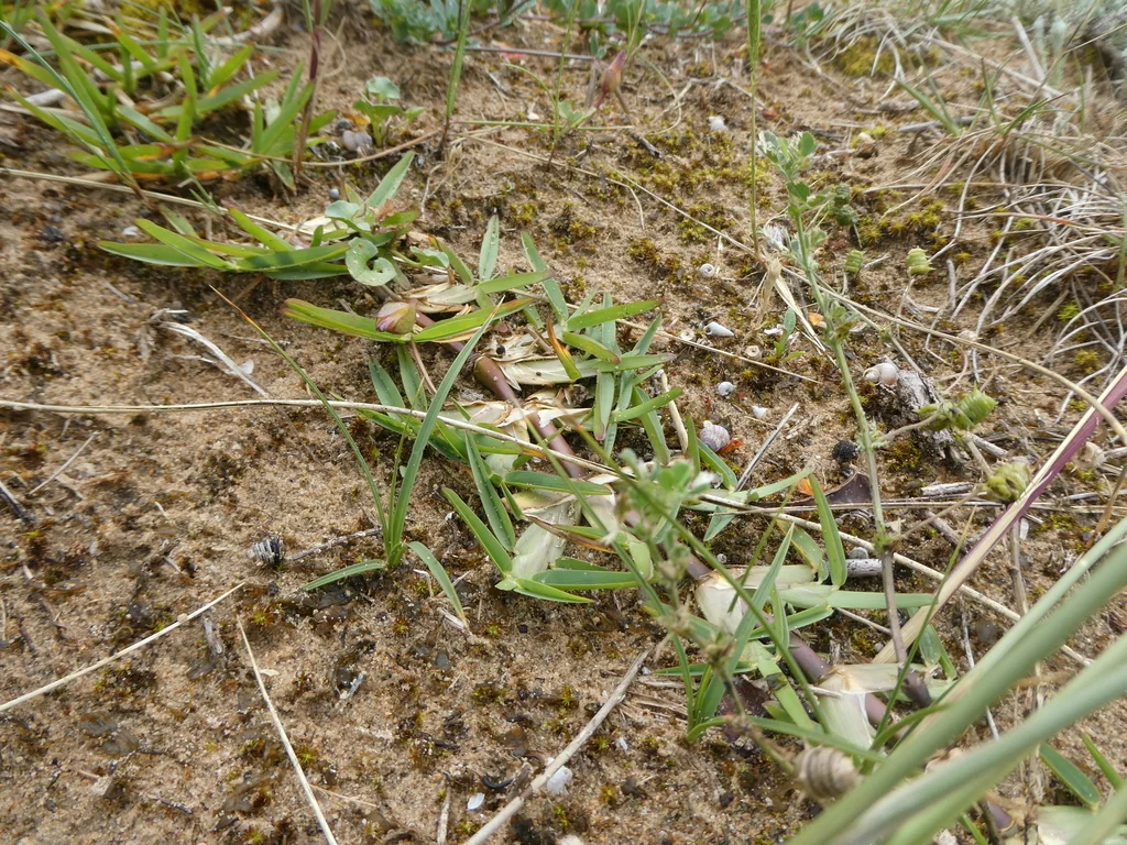 Stenotaphrum Secundatum