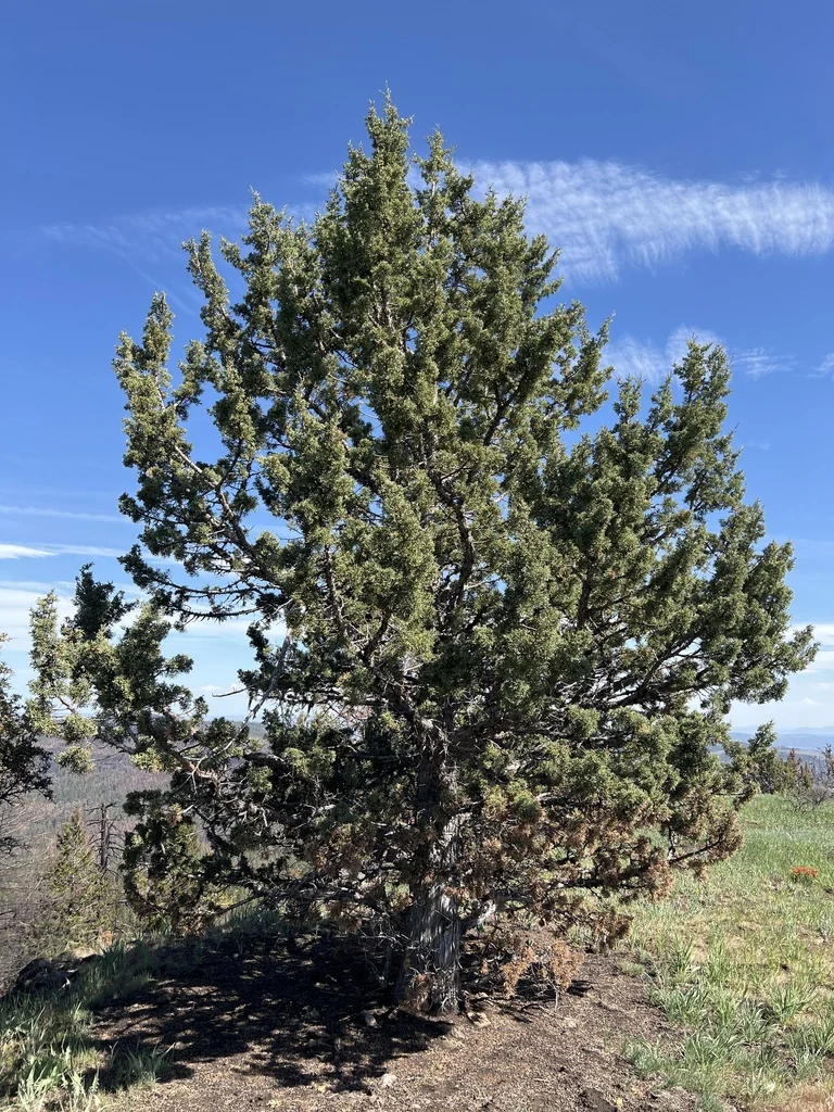Juniperus Occidentalis