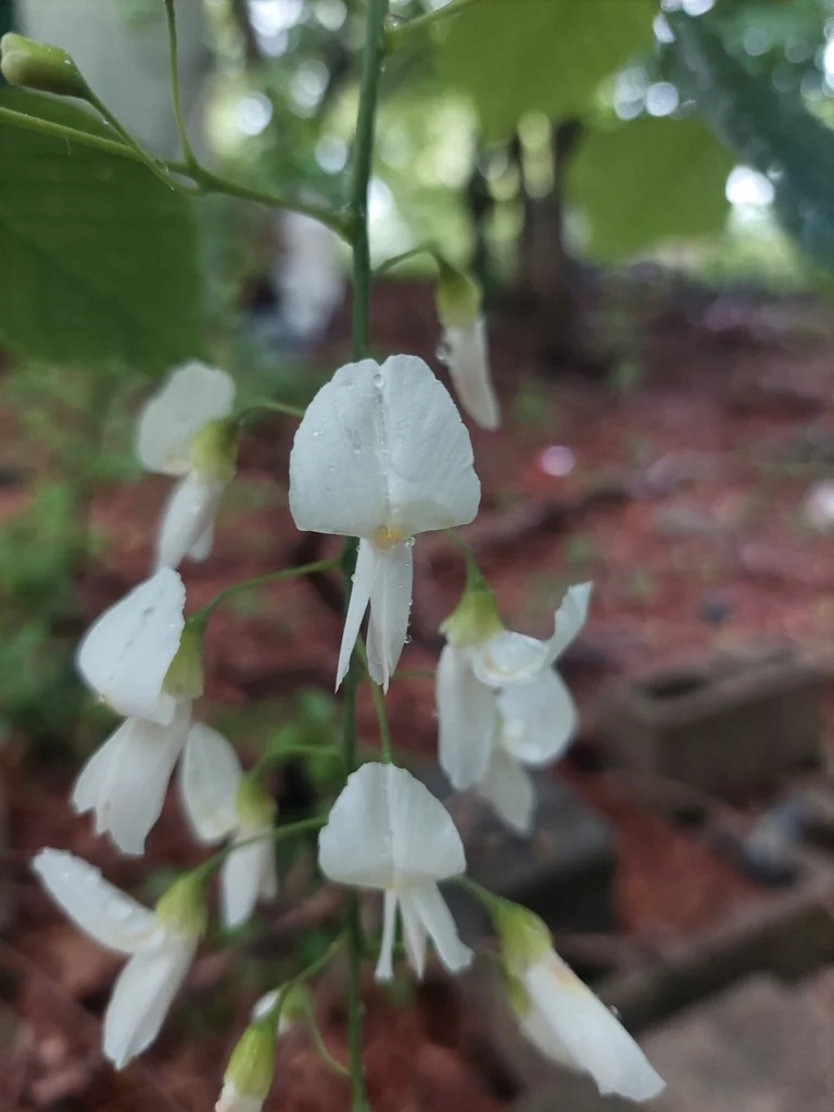 Cladrastis Kentukea