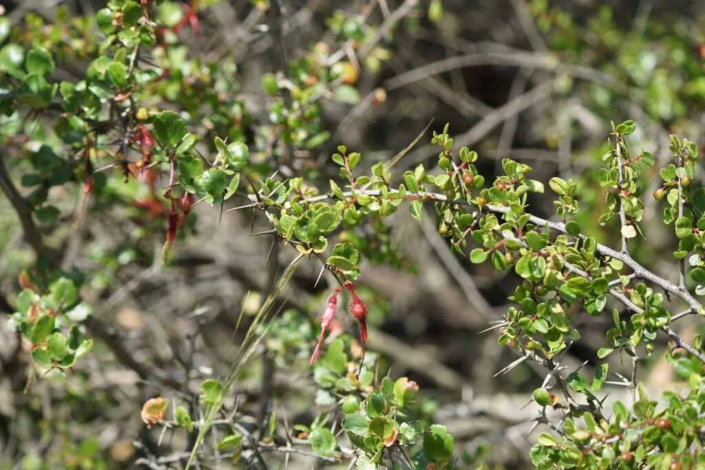 Ribes Speciosum
