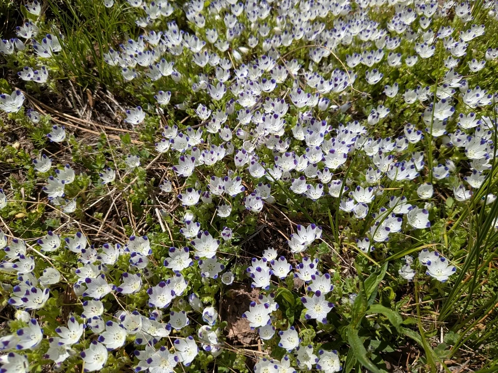 Nemophila Maculata