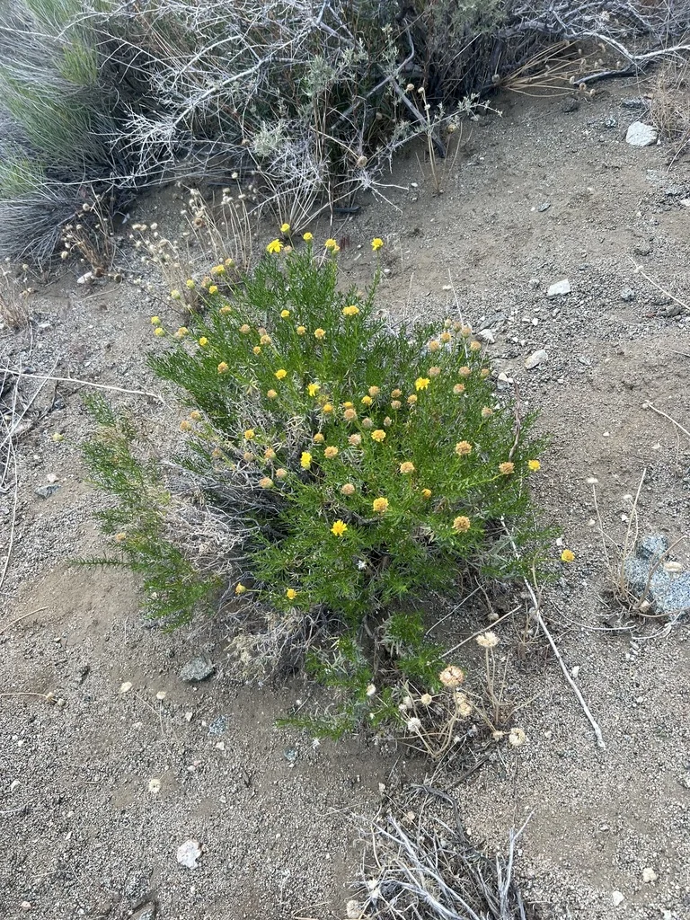 Ericameria Linearifolia