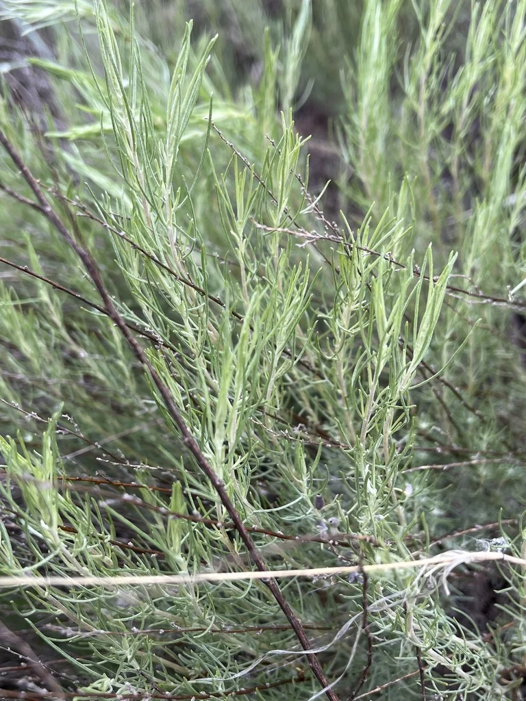 Artemisia Filifolia