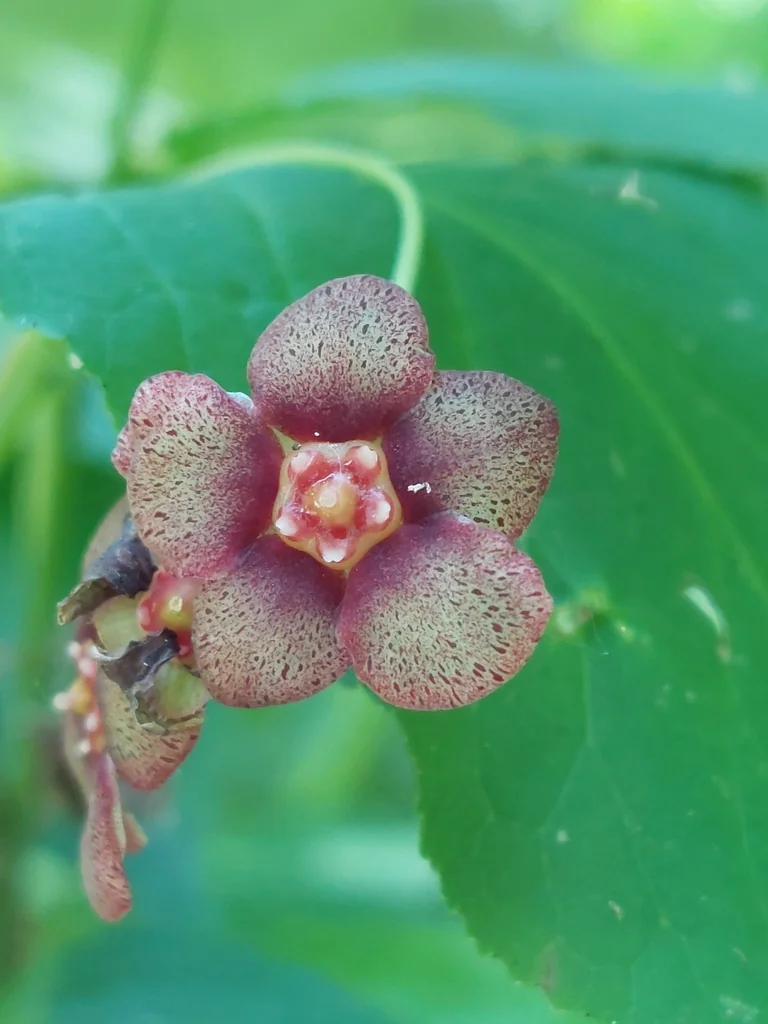 Euonymus Occidentalis