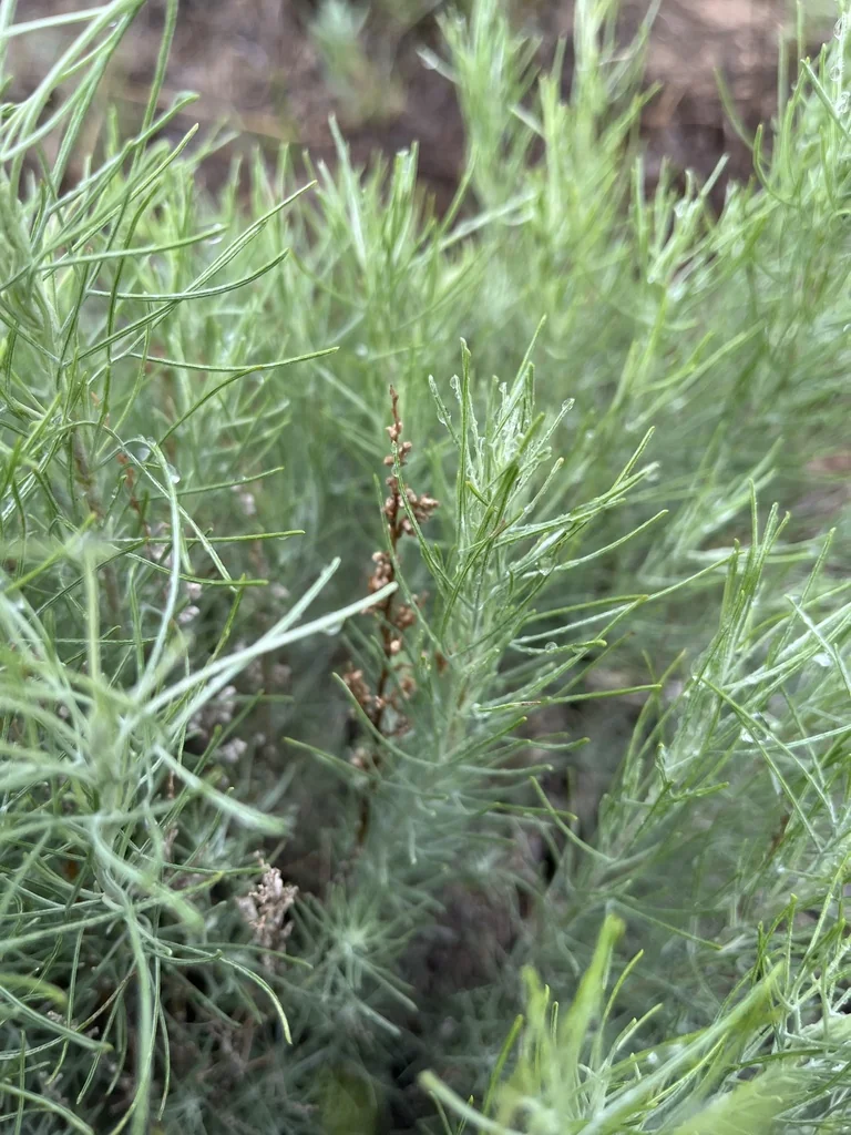 Artemisia Filifolia