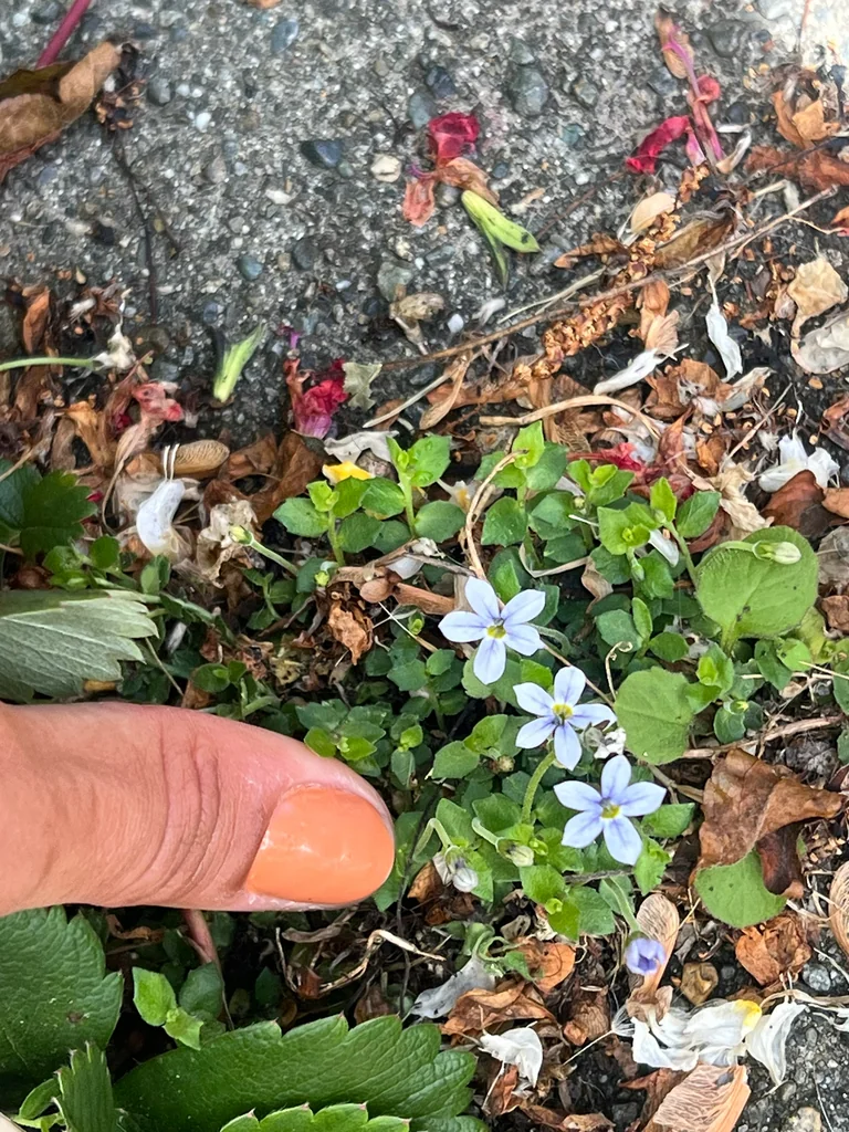 Pratia Pedunculata