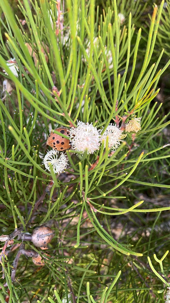 Hakea Suaveolens