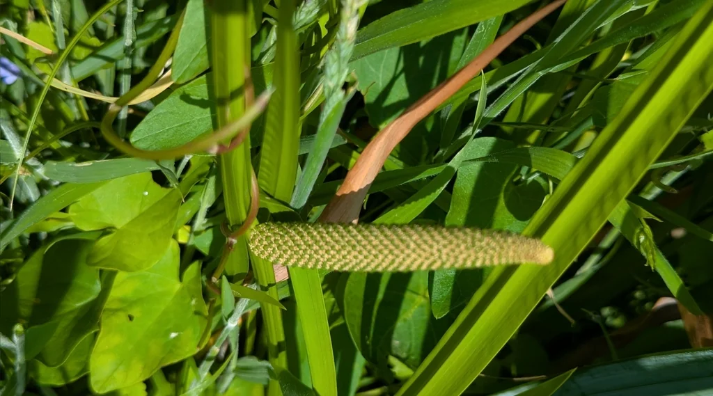 Acorus Calamus