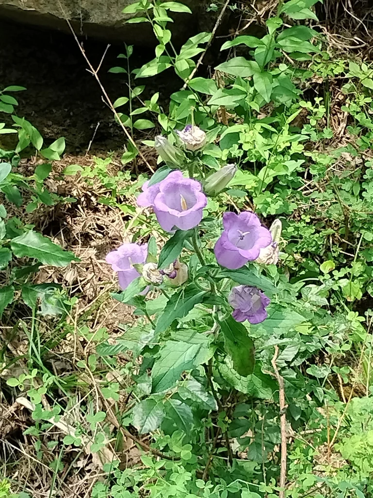 Campanula Medium