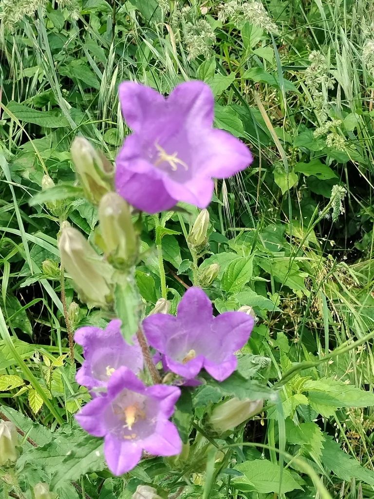 Campanula Medium