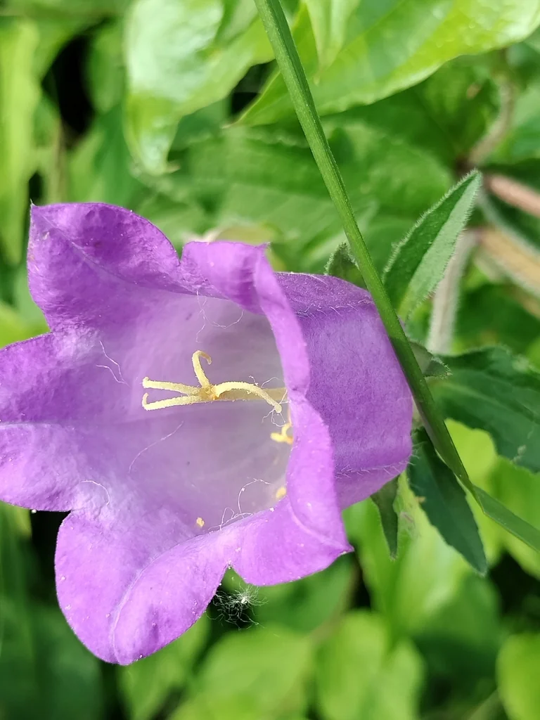 Campanula Medium