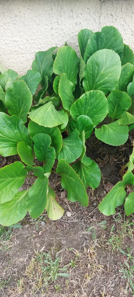 Bergenia Crassifolia