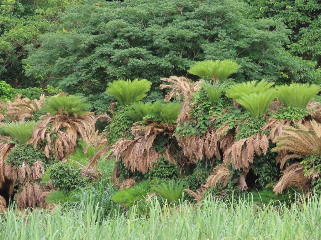 Cycas Revoluta