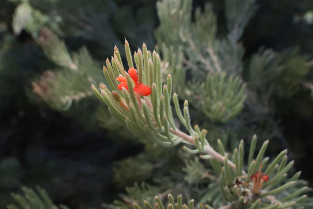 Adenanthos Sericeus
